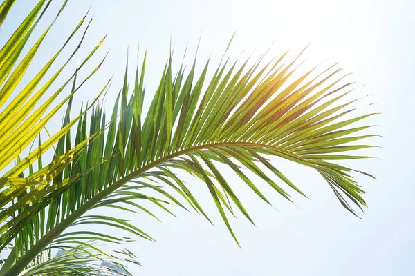 Palmiers Verts Contre Ciel — Photo