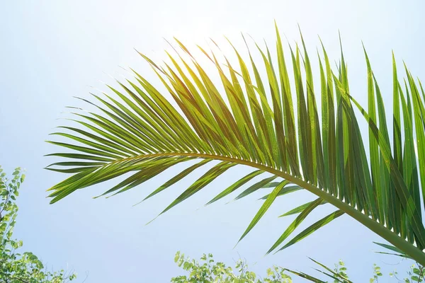 Palmiers Verts Contre Ciel — Photo