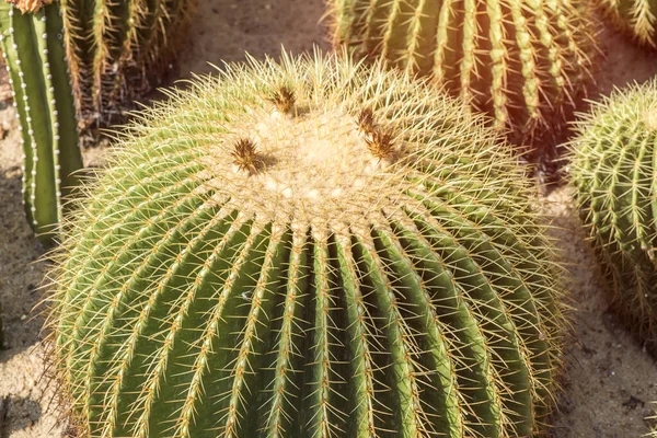 Natural Background Cactus Close — Stock Photo, Image