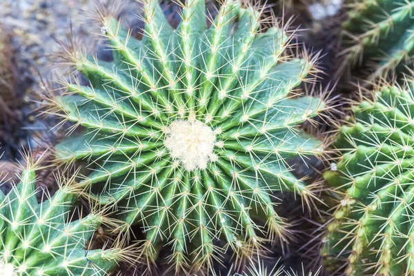 Natural Background Cactus Close — Stock Photo, Image