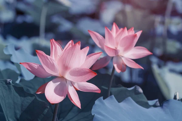 Lotusblomma Och Lotus Blomma Växter — Stockfoto