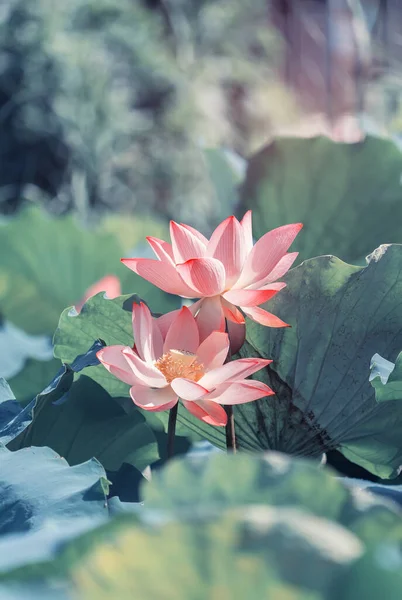 Lotus Flower Lotus Flower Plants — Stock Photo, Image