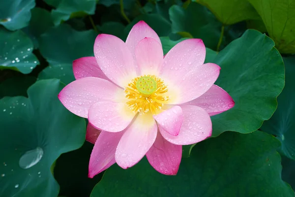 Lotus Floare Plante Flori Lotus — Fotografie, imagine de stoc