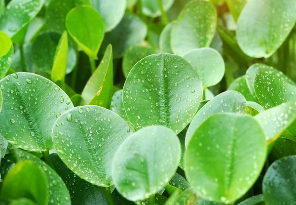 Grüne Komposition Mit Grünen Blättern Von Eichhornia Crassipes — Stockfoto