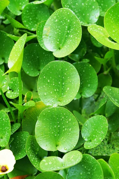 Gröna Sammansättning Med Gröna Blad Eichhornia Crassipes — Stockfoto