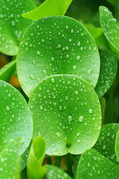 Composição Verde Com Folhas Verdes Eichhornia Crassipes — Fotografia de Stock