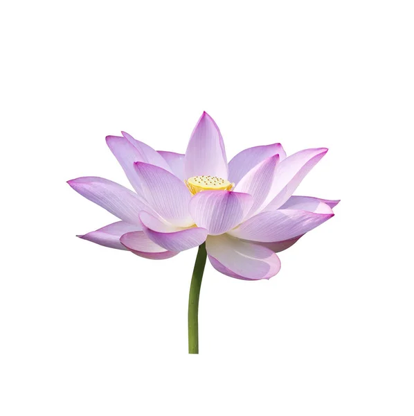 Lotus Isolated White Background — Stock Photo, Image