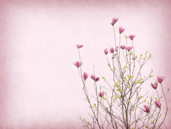 Magnolia Fleurs Sur Fond Vieux Papier — Photo