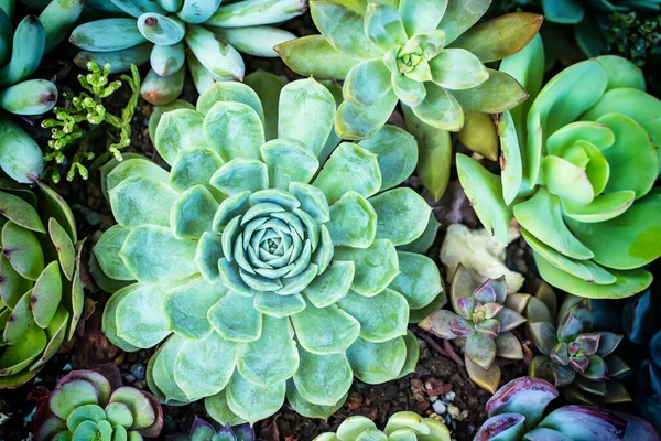 Miniatuur Sappige Planten Sappige Cactus Tuin — Stockfoto