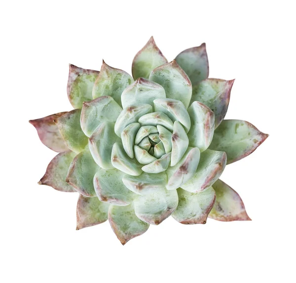 Plantes Succulentes Miniatures Cactus Succulent Isolées Sur Blanc — Photo