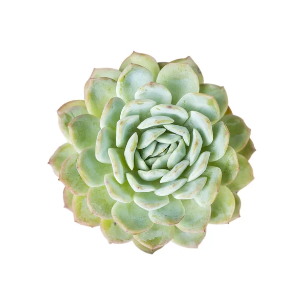 Miniaturowe Soczyste Rośliny Soczysty Kaktus Izolowane Białym — Zdjęcie stockowe