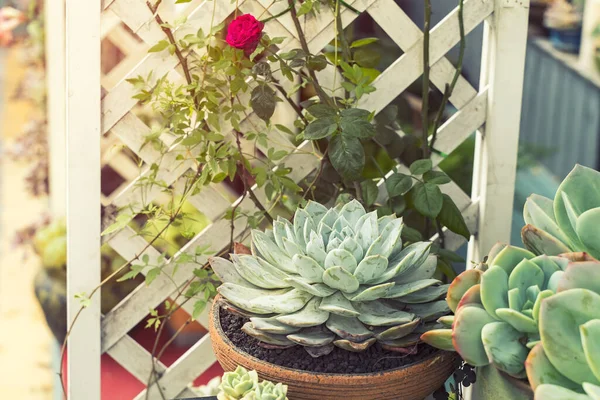 Miniature succulent plants (succulent cactus) at the garden