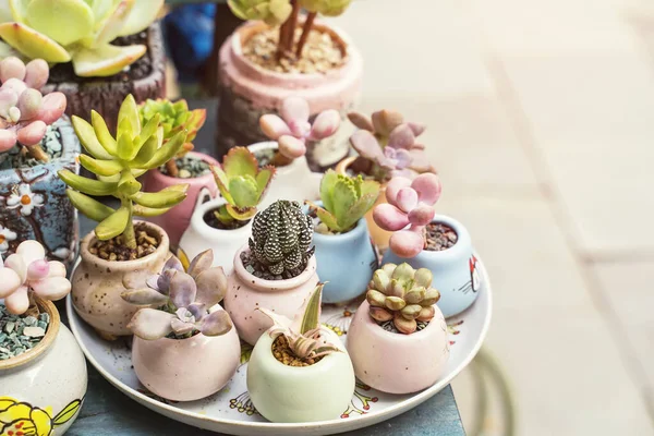 Miniature Succulent Plants Succulent Cactus Garden — Stock Photo, Image