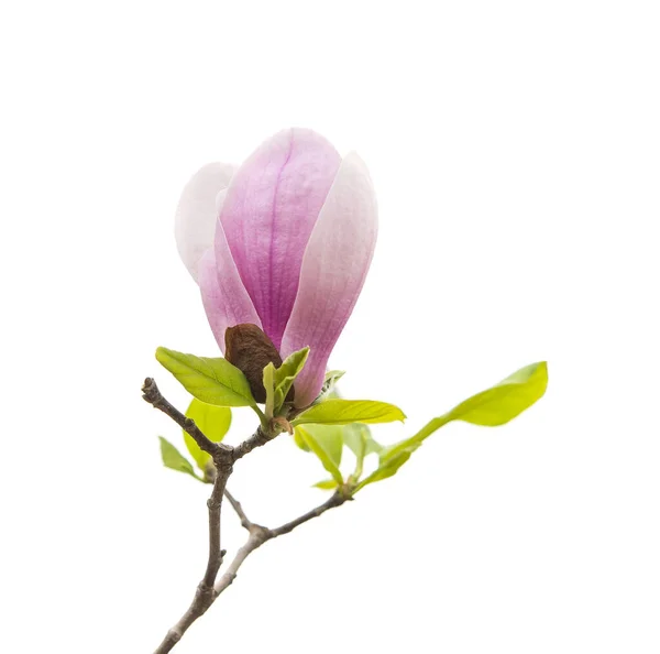 Magnolia Isolé Sur Fond Blanc — Photo