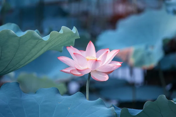 緑の葉をした夏の池に蓮の花を咲かせ — ストック写真