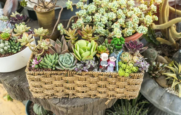 庭のミニチュア多肉植物 多肉植物 — ストック写真