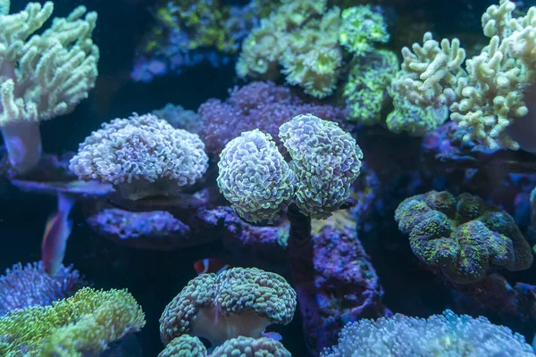 Coral Reef Sunlightmarine Aquarium — Stock Photo, Image