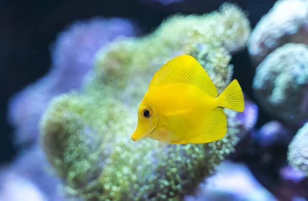 Zebrasoma Salt Water Aquarium Fish — Stock Photo, Image