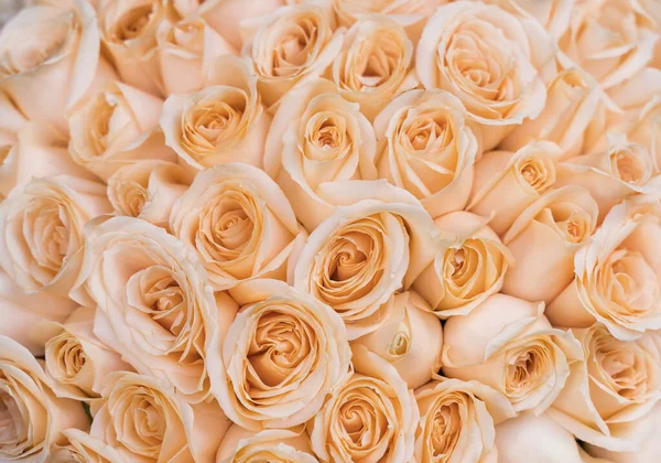 Close Orange Rose Flower — Stock Photo, Image