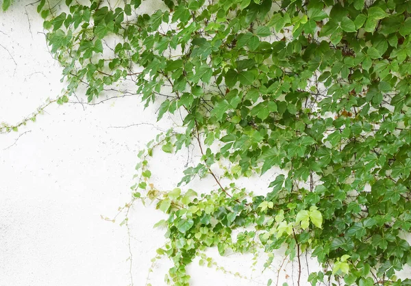 绿色常春藤 背景为白色 — 图库照片