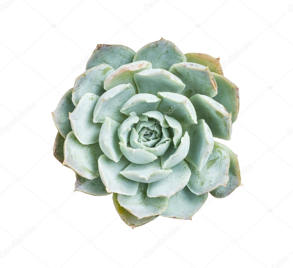Miniature succulent plants (succulent cactus) isolated on white