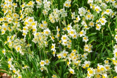 Narcissus Çin Yeni Yılı için çiçek açıyor