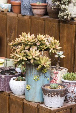 Lezzetlilerin dikdörtgen sıralaması; bir ekicinin içindeki kaktüs sulu.