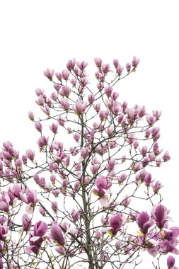 Manolya dalı beyaz arkaplanda izole edildi
