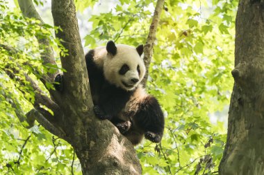 Ağacın üzerindeki dev panda..