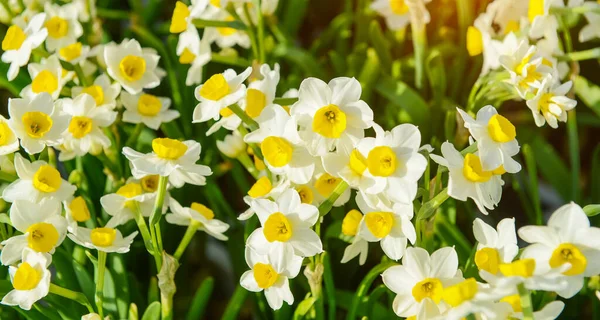 Narcissus Blooming Chinese New Year — Stock Photo, Image