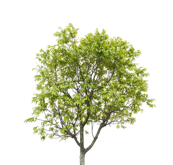 Albero Isolato Sfondo Bianco — Foto Stock