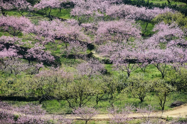 Landsbygdslandskap Peach Blossom Moutainous Område Shaoguan Distriktet Guangdong Provinsen Kina — Stockfoto