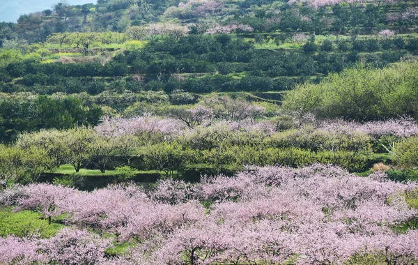 中国広東省韶関市の山間部の田園風景 桃の花 — ストック写真