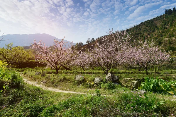 Paysage Rural Peach Blossom Dans Une Zone Montagneuse Dans District — Photo
