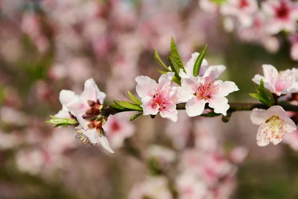 果樹園に桃の花が咲く — ストック写真