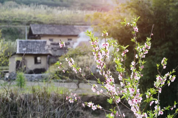 Rural Landscape Peach Blossom Moutainous Area Shaoguan District Guangdong Province — Stock Photo, Image