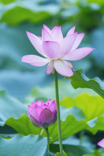 Lotus Blomst Blomstrende Sommer Dam Med Grønne Blade Som Baggrund - Stock-foto