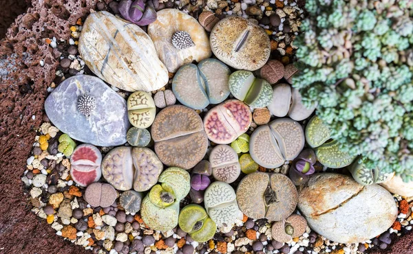 Lithops Élő Kaktusz Virágcserépen — Stock Fotó