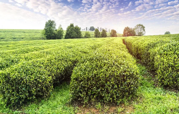 Τσάι Αγρόκτημα Τοπίο Jiangxi Κίνα — Φωτογραφία Αρχείου