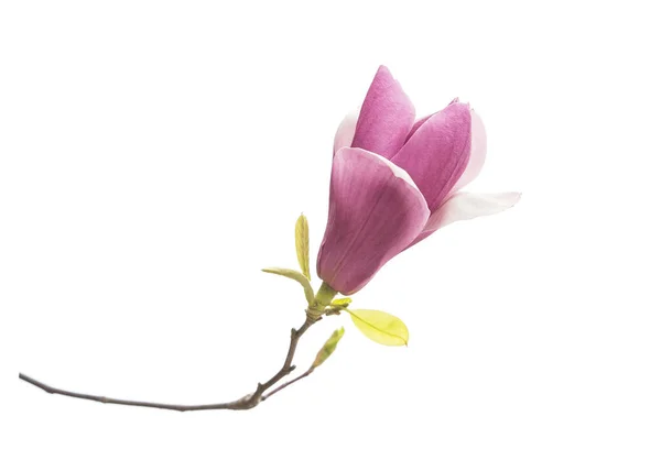 Magnolia Gren Isolerad Vit Bakgrund — Stockfoto