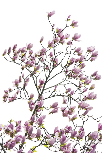 Magnolia Tak Geïsoleerd Witte Achtergrond — Stockfoto