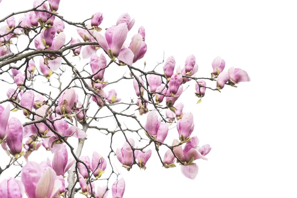 Magnolienzweig Isoliert Auf Weißem Hintergrund — Stockfoto