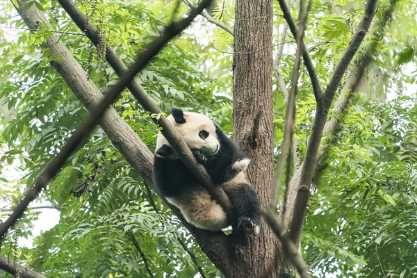 Riesenpanda Über Dem Baum — Stockfoto