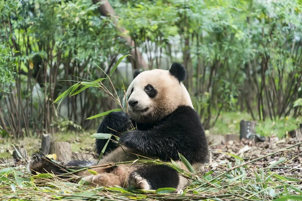 熊猫吃竹笋 稀有和濒危的黑熊和白熊 — 图库照片