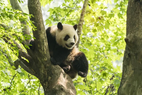 Panda Géant Dessus Arbre — Photo