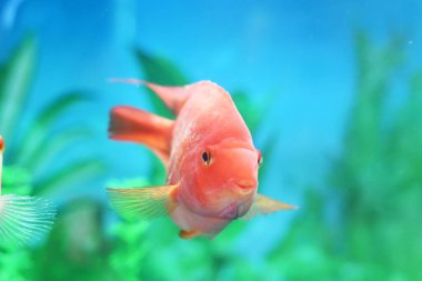 Sudaki akvaryum balığı Amphilophus citrinellus