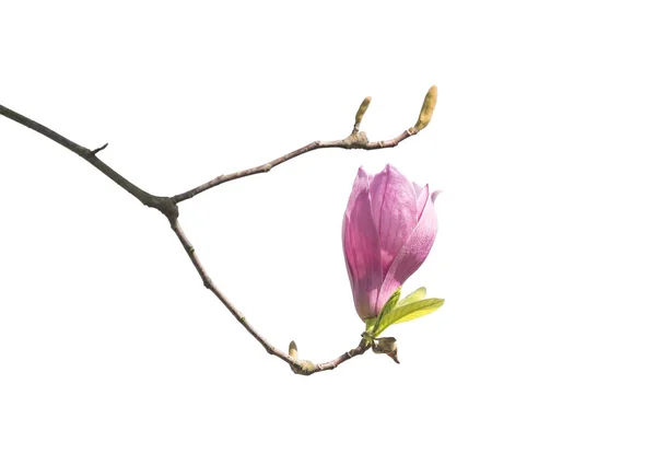 Magnolia Fiore Ramo Primaverile Isolato Sfondo Bianco — Foto Stock