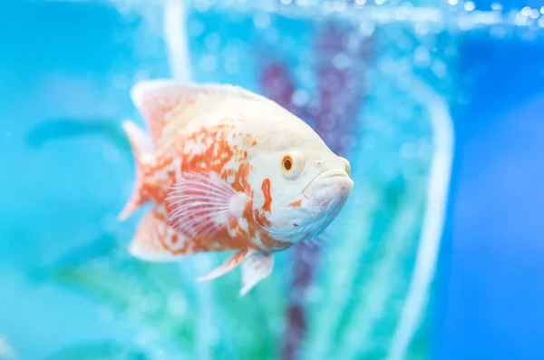 Peces Acuario Amphilophus Citrinellus Agua —  Fotos de Stock