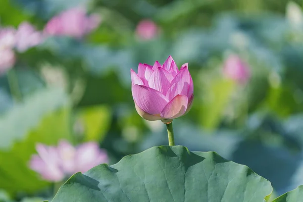 Lotus Flower Blooming Summer Pond Green Leaves Background — Stock Photo, Image