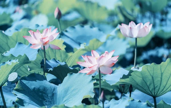 緑の葉をした夏の池に蓮の花を咲かせ — ストック写真